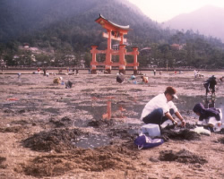 テーマ: 宮島潮狩(於:広島県) 撮影者: 広島県廿日市市　古屋剛さん