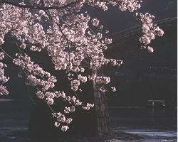 【Cテーマ(瀬戸内の自然・風景)賞】テーマ: 錦帯橋(於:山口県) 撮影者: 岡山県井原市　高橋愛子さん